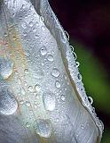 Wet Tulip_DSCF02265